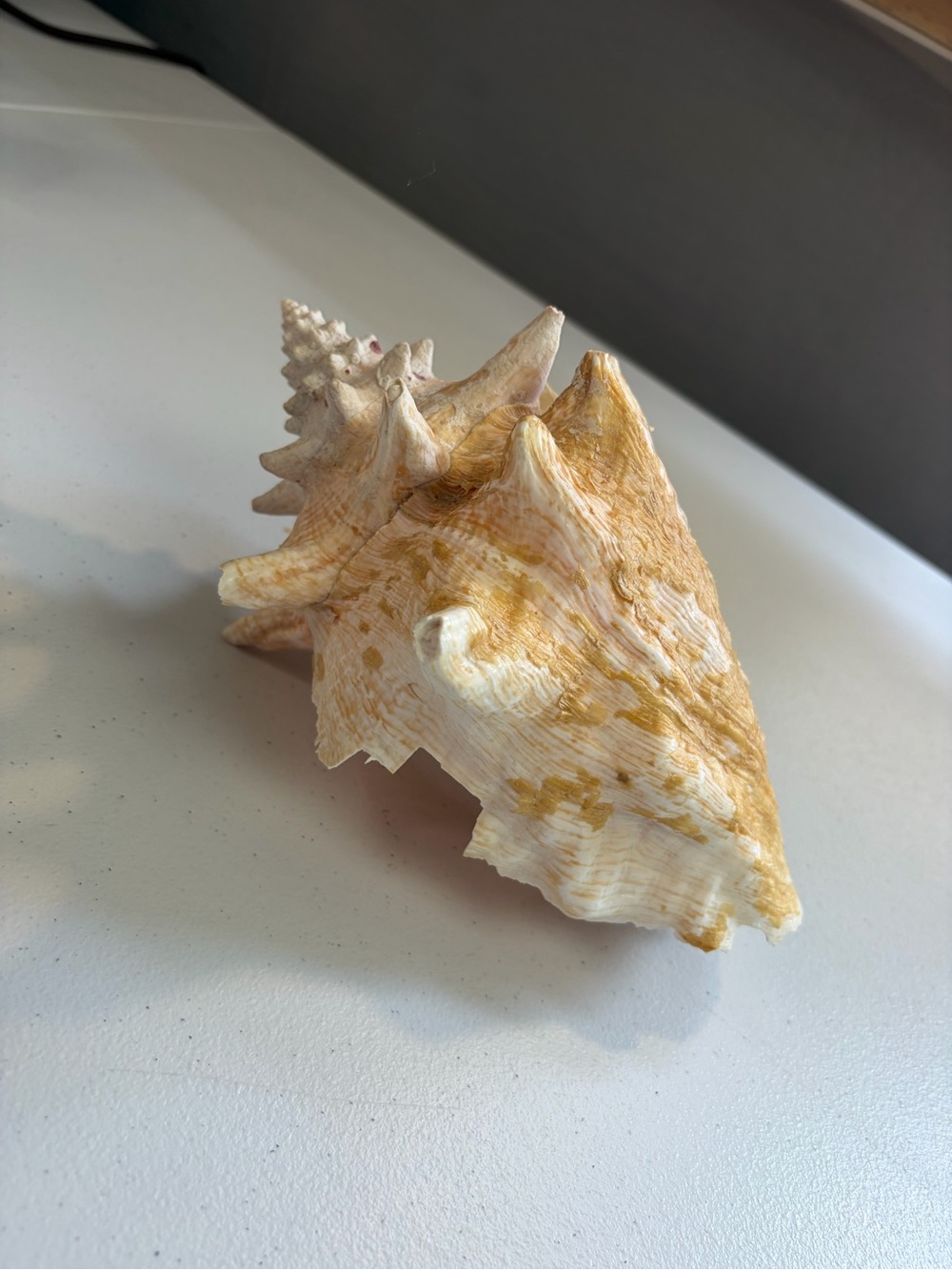 Natural Queen Conch Shell 8" Long Large Pink Rare Ocean Home Decor Seashell - Picture 3 of 7